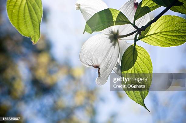 flores flor de corniso - dogwood blossom - fotografias e filmes do acervo