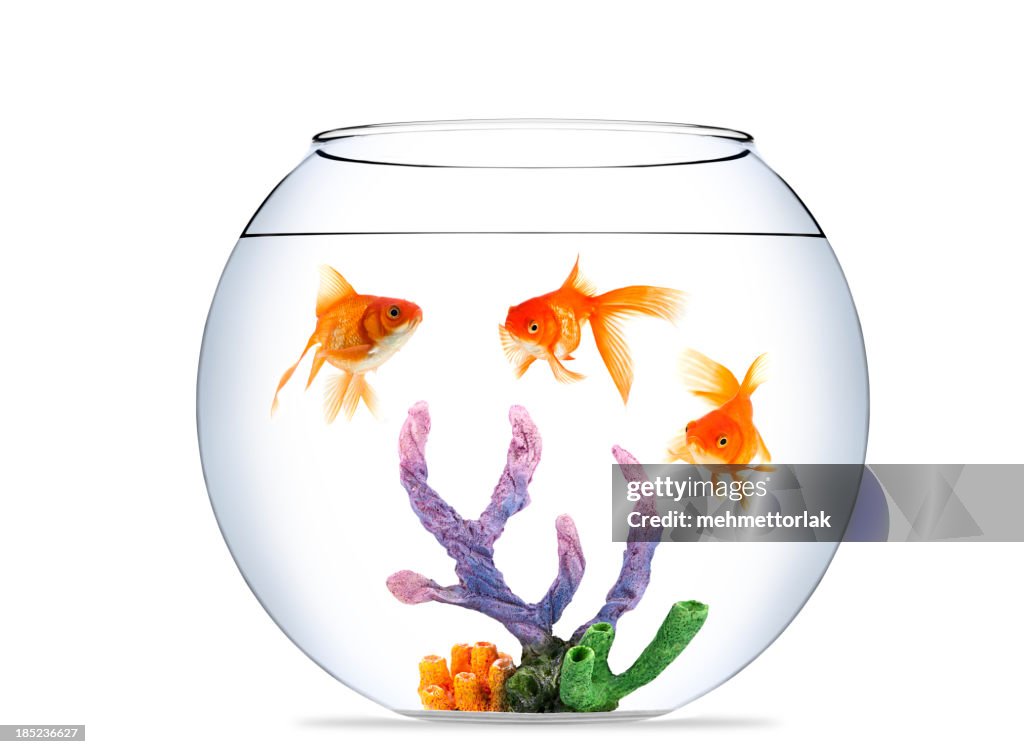 Goldfish in aquarium