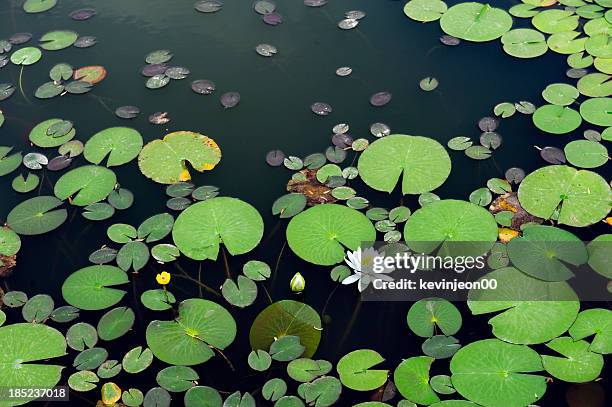white lotus in the pond - waterlelie stockfoto's en -beelden