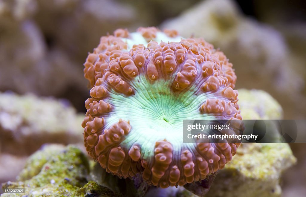 Blastomussa Merletti