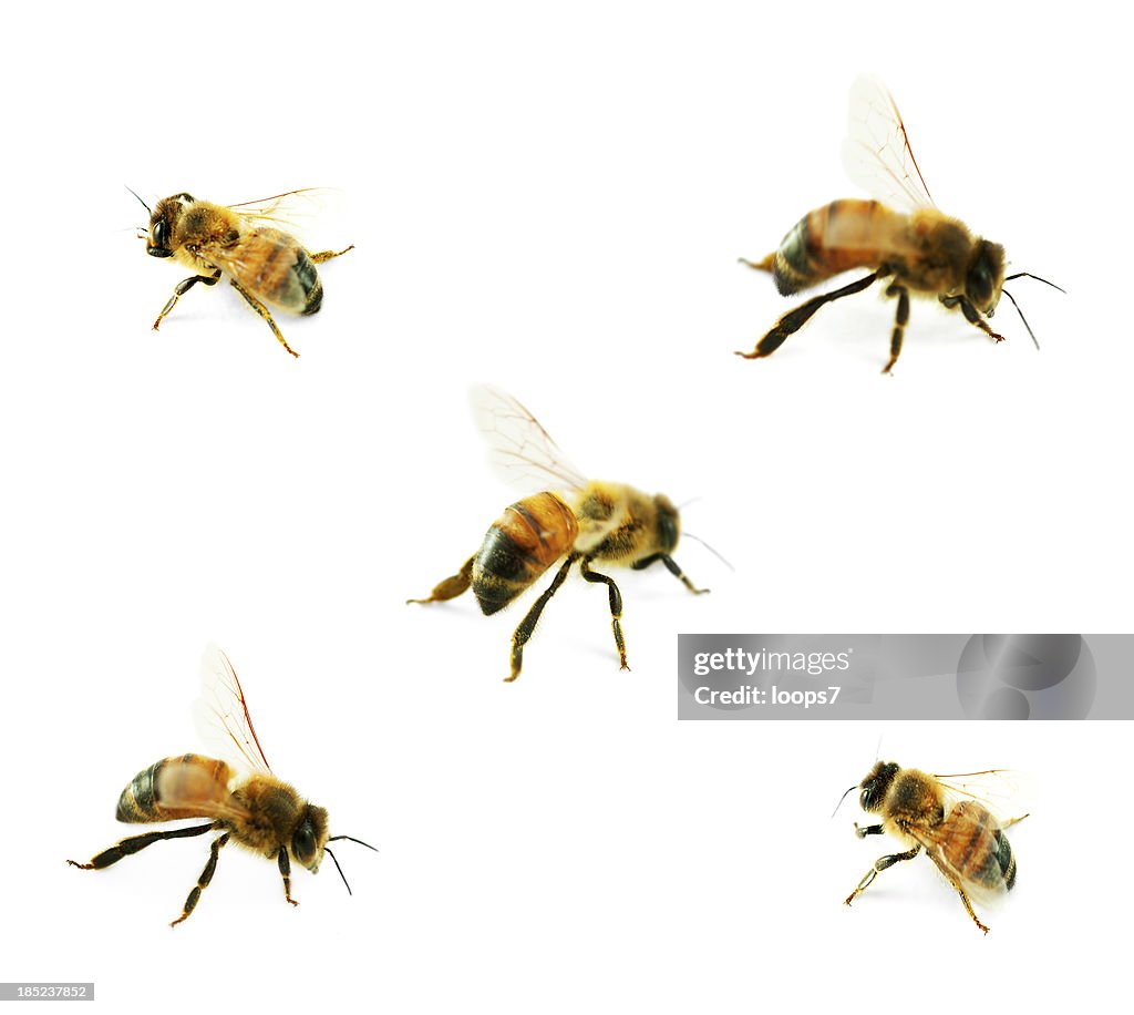 Bees