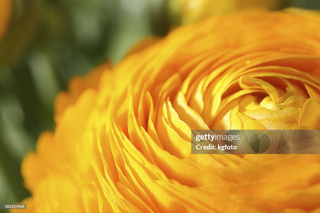 Buttercup, ranunculus flower