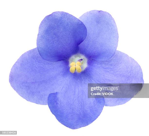 saintpaulia - flower isolated stock pictures, royalty-free photos & images