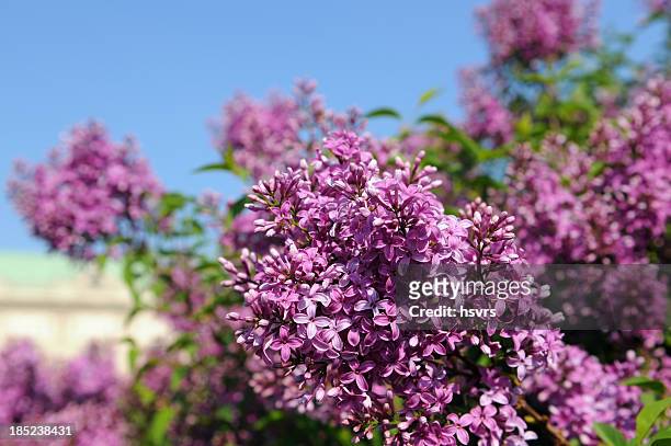 group of purple lilac outdoor in spring - purple lilac stock pictures, royalty-free photos & images