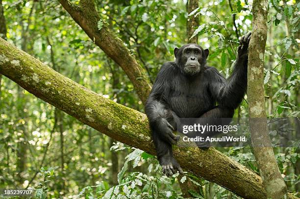 chimpancé - chimpancé fotografías e imágenes de stock