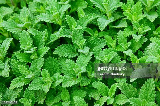 as - peppermint green stock pictures, royalty-free photos & images