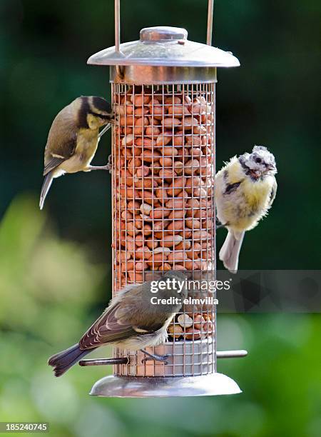 juvenile blue tit at garden feeder - bird feeder stock pictures, royalty-free photos & images