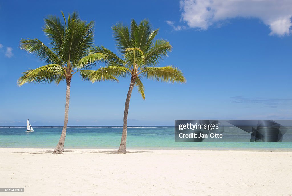 Palmen auf Mauritius