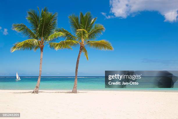 palmen auf mauritius - beach and palm trees stock-fotos und bilder