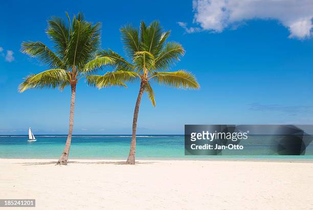 palmeiras nas ilhas maurício - mauritius - fotografias e filmes do acervo