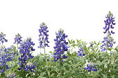 Bluebonnet Flowers in a Row