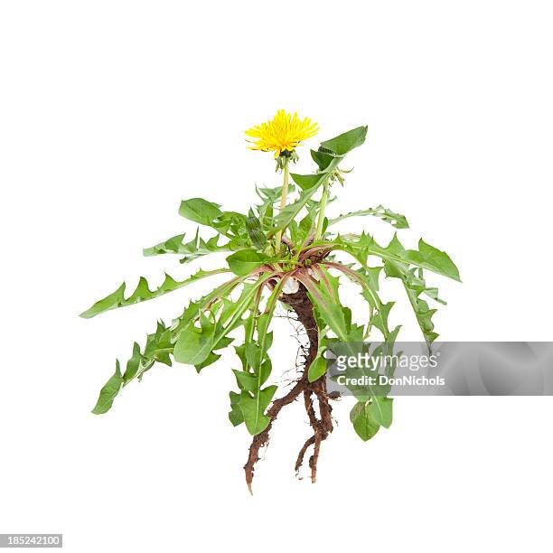 isolé fleur de pissenlit - weed photos et images de collection