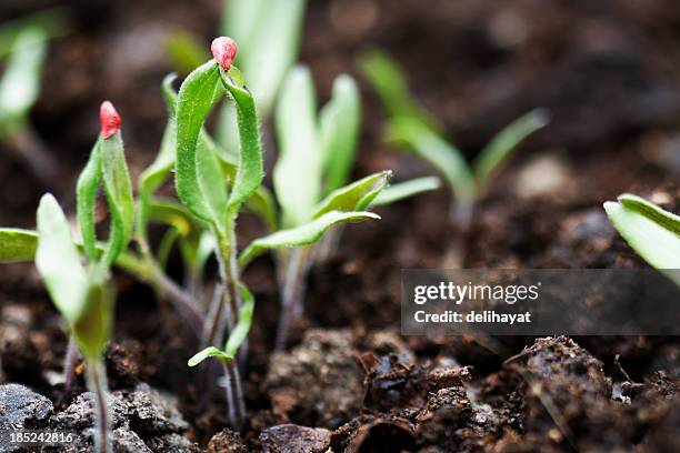 just emerged from the soil - tomato seeds stock pictures, royalty-free photos & images