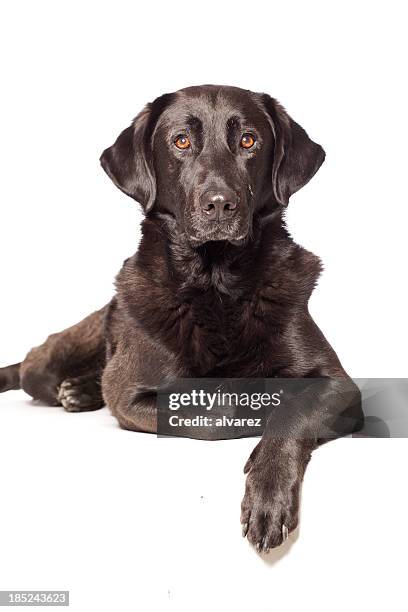 Mixed Lab Mixed Labrador Retriever Photos and Premium High Res Pictures - Getty ...