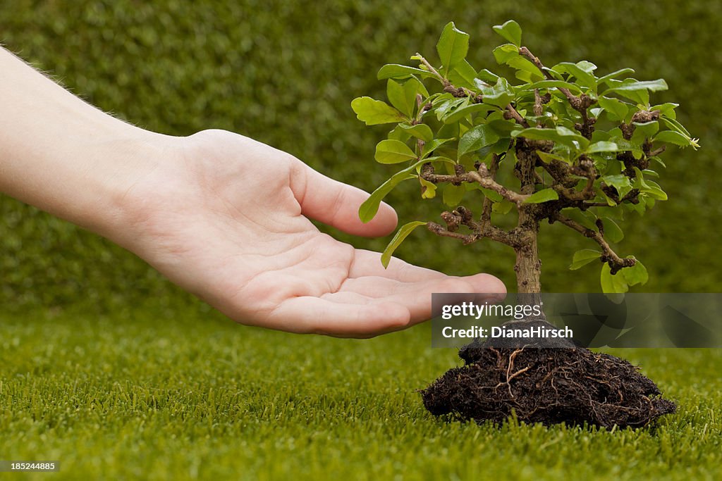 Human hand and bonsai tree