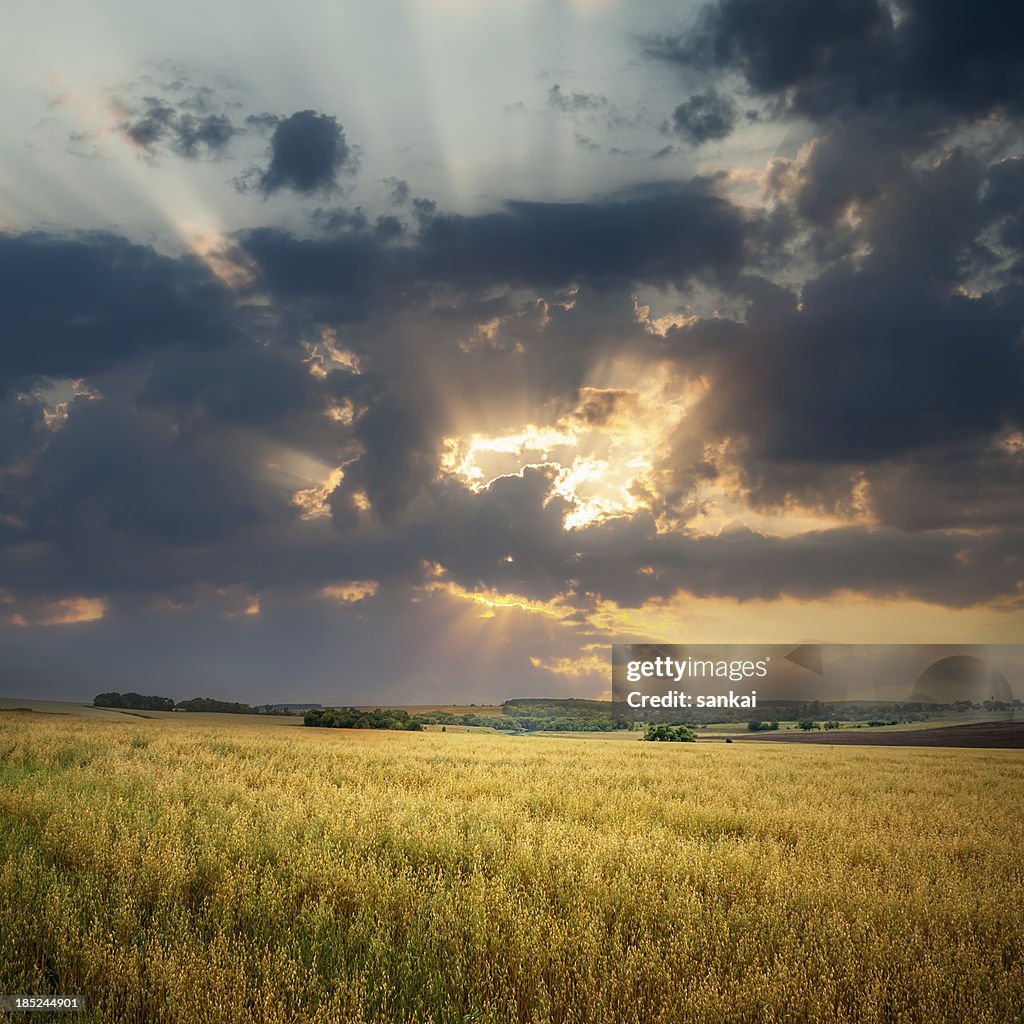 Noite céu sobre o campo de Aveia