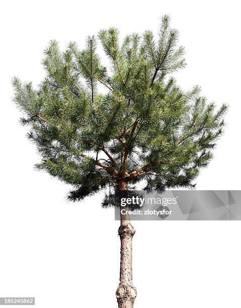 Small Pin Tree 1,958 Small Pine Trees Stock Photos, High-Res Pictures, and Images ...