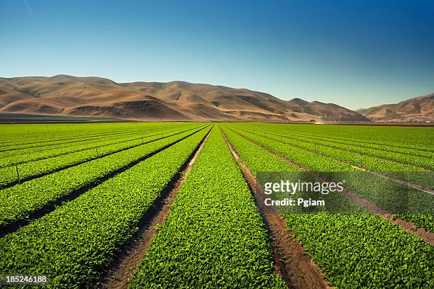 crops grow on fertile farm land - central california stock pictures, royalty-free photos & images