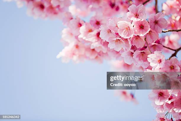 rosa cerezos en flor - florecer fotografías e imágenes de stock