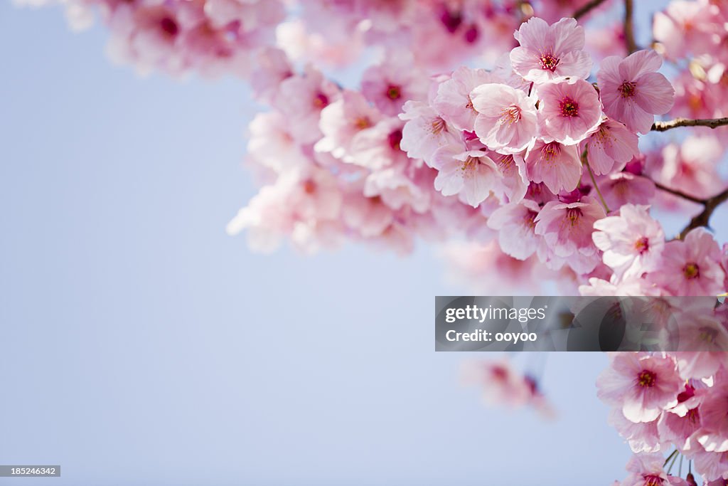 Pink Cherry Blossoms