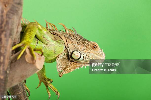 eigentlicher leguan - iguana family stock-fotos und bilder
