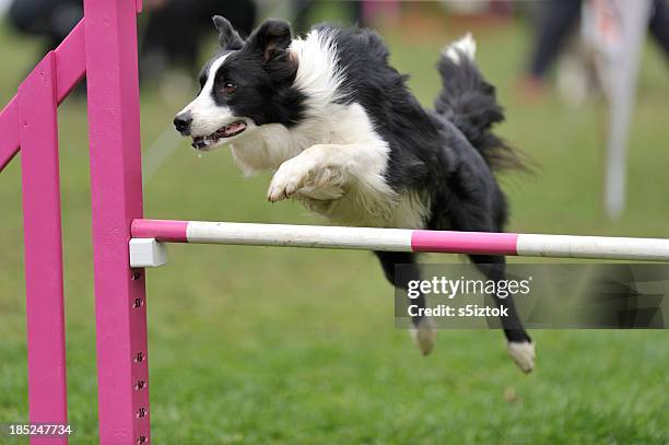 jump - agility fotografías e imágenes de stock