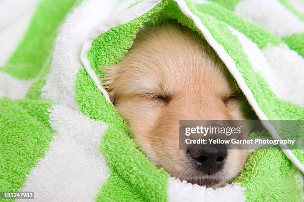 toalla de cachorro - envuelto en una toalla fotografías e imágenes de stock