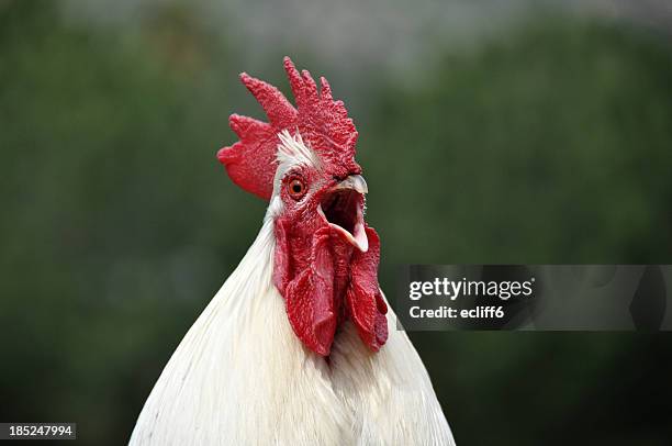 crowing rooster - crowing stock pictures, royalty-free photos & images