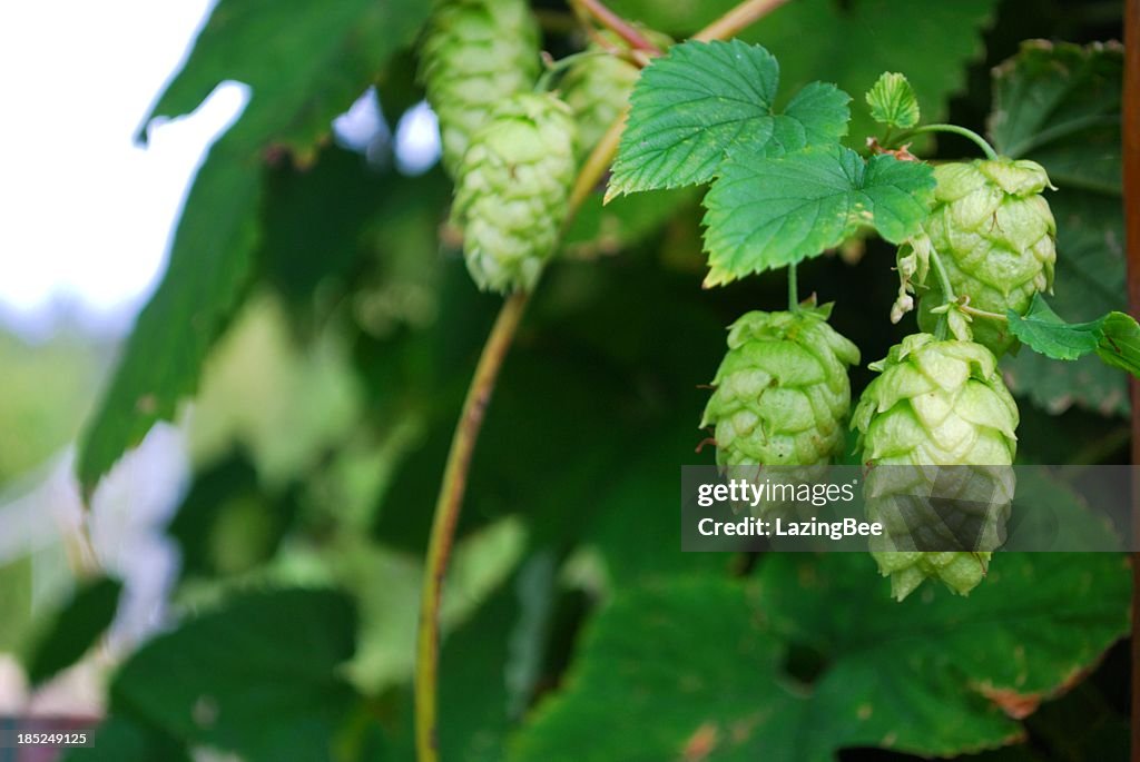 Hops Vines, Summer