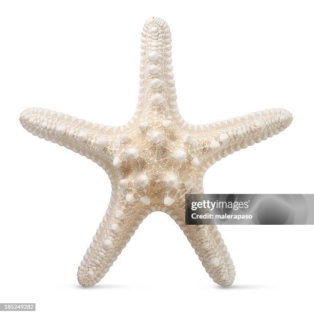 seestern - starfish stock-fotos und bilder