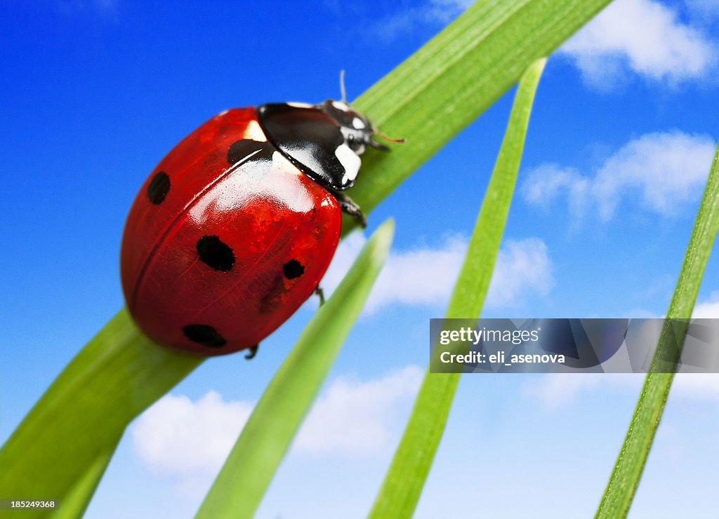 Ladybird on grass