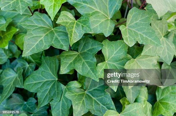 ivy background - ivy stock pictures, royalty-free photos & images