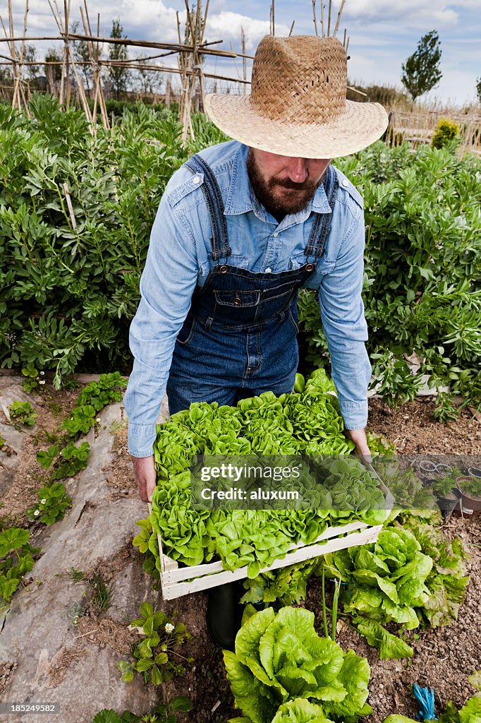 Vegetable gardening