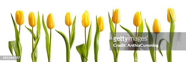 fresh amarelo brilhante primavera de tulipas em fundo branco - tulip - fotografias e filmes do acervo