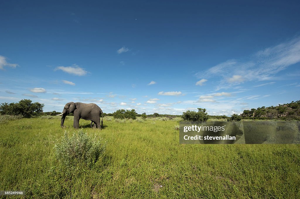 Elephant