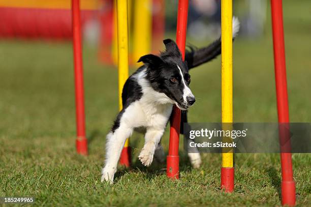 border collie - dog agility stock pictures, royalty-free photos & images