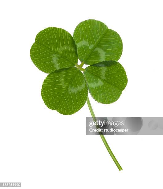 four leaf clover on white background - charms stock pictures, royalty-free photos & images