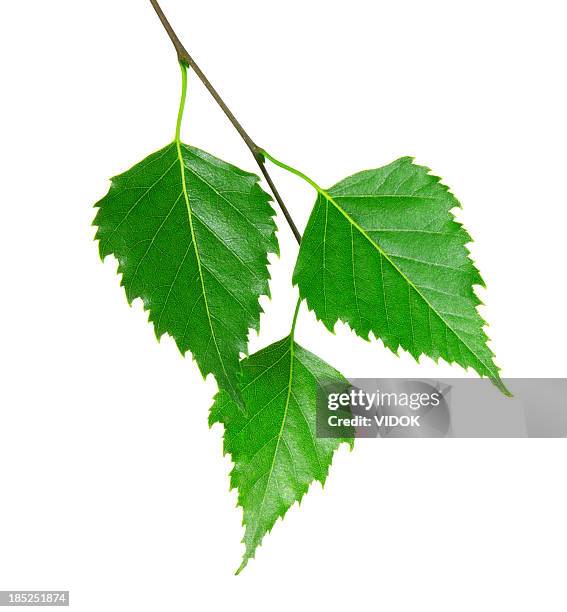 3 fresh green leaves from a branch - birch tree bildbanksfoton och bilder