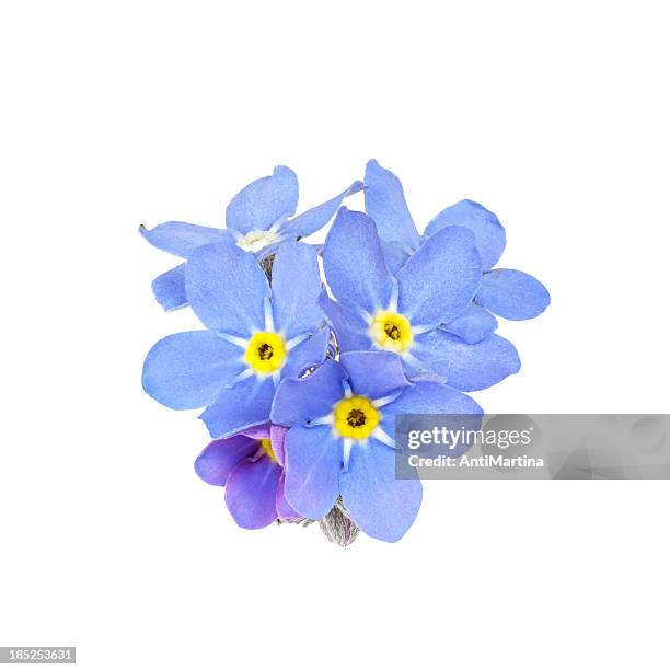 forget-me-not (myosotis) isolated on white - flowers stock pictures, royalty-free photos & images