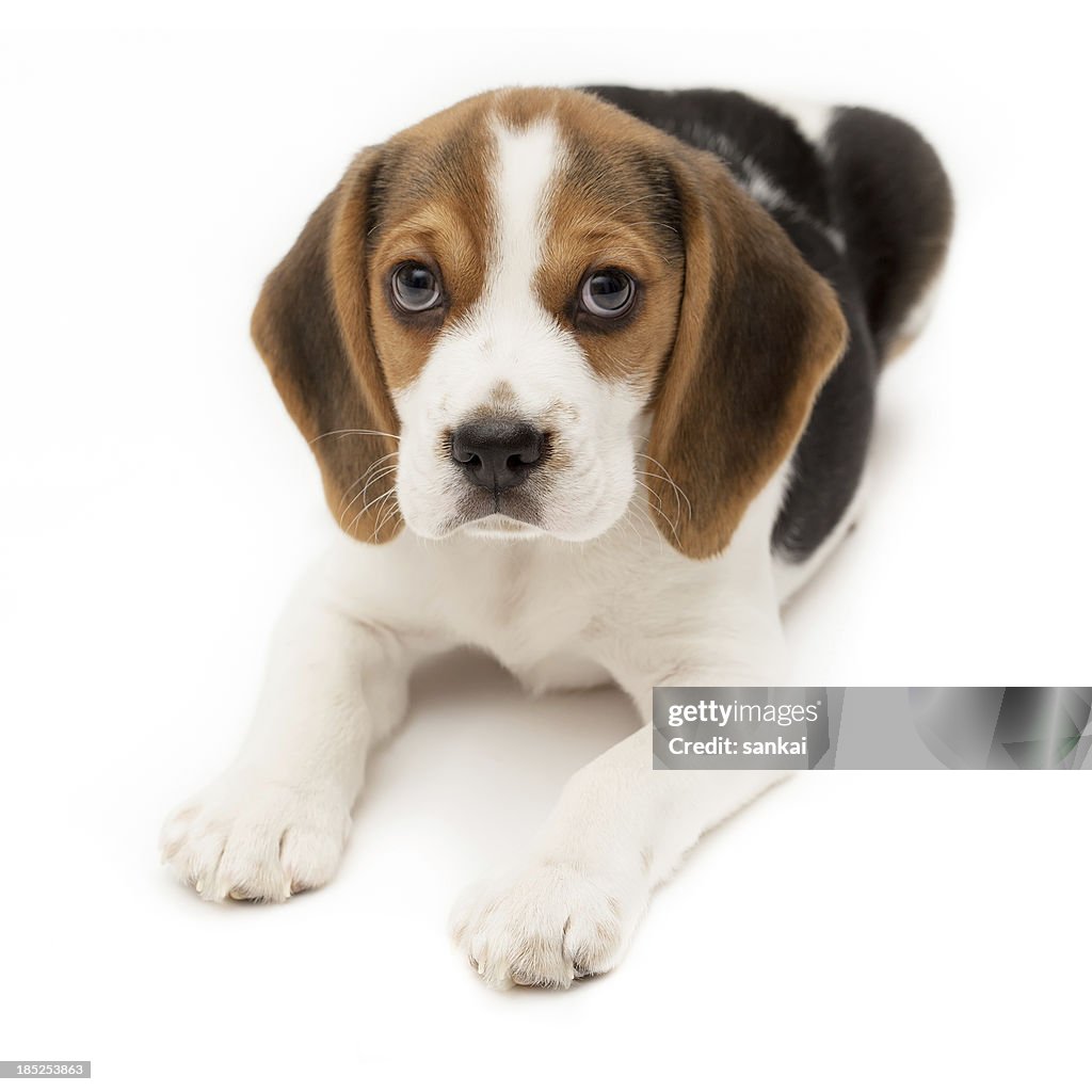 Beagle puppy isolated on white background