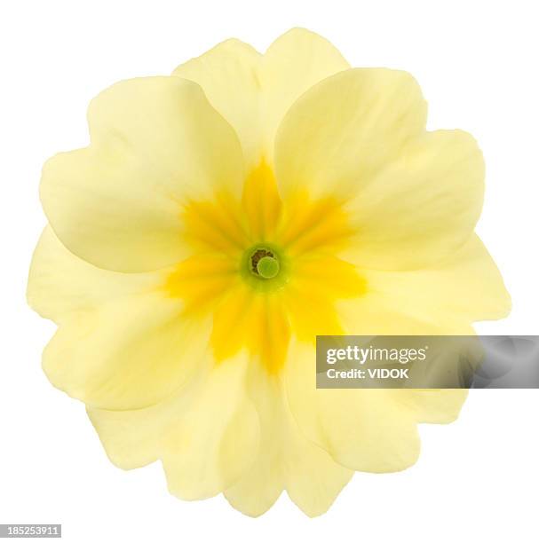 primula. - primula stock pictures, royalty-free photos & images