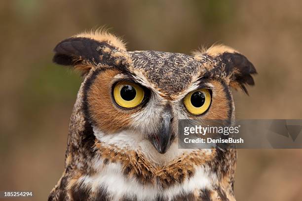 great horned owl portrait - horned owl stock pictures, royalty-free photos & images