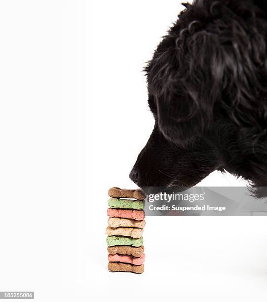 dog with a stack of treats - dog biscuit stock pictures, royalty-free photos & images
