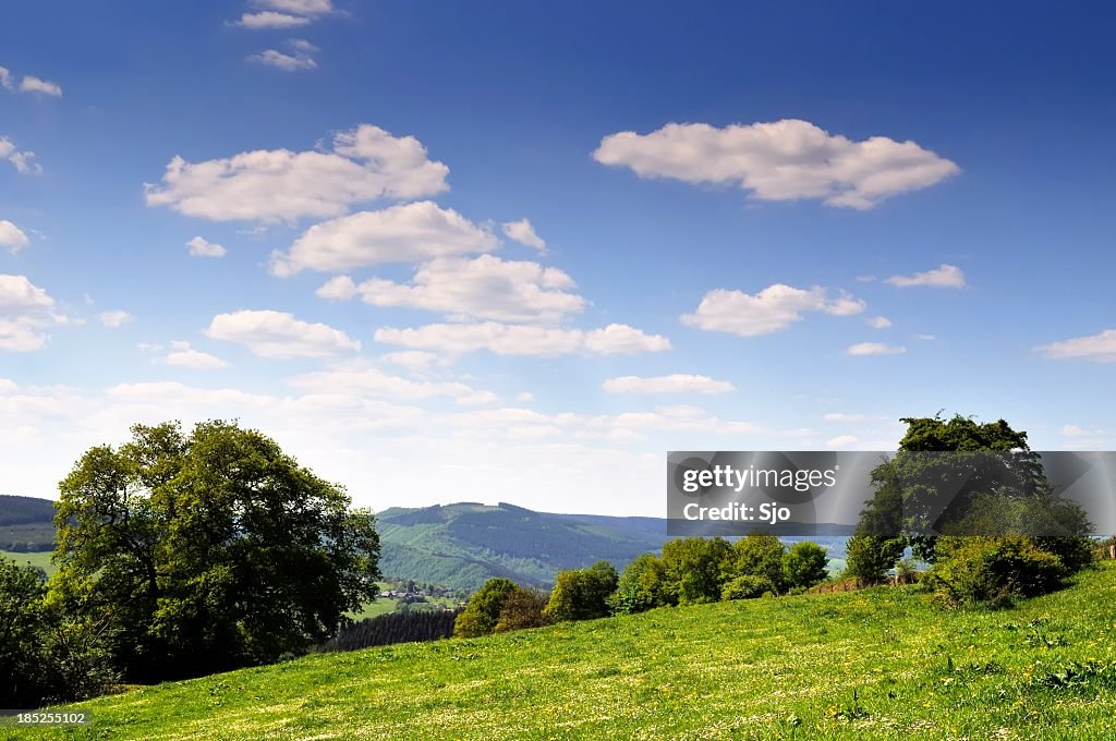 Summer landscape