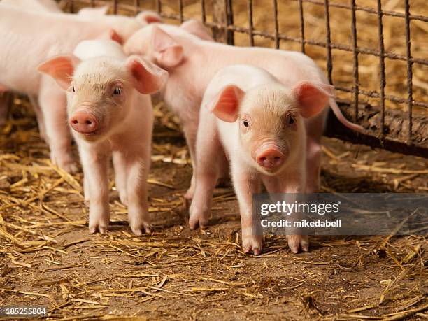 inquisitive little pigs - small pig stock pictures, royalty-free photos & images