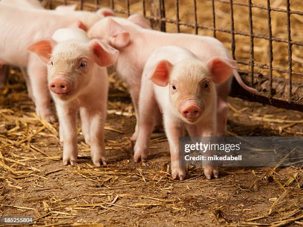 inquisitive little pigs - piglet stock pictures, royalty-free photos & images