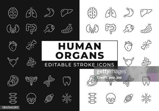ilustraciones, imágenes clip art, dibujos animados e iconos de stock de anatomía de los órganos humanos - iconos de línea. trazo editable. sobre fondo blanco y negro. ilustración de stock de vector - hígado humano