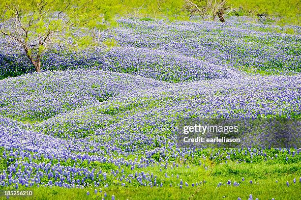 hügel von bluebonnets - texas bluebonnet stock-fotos und bilder