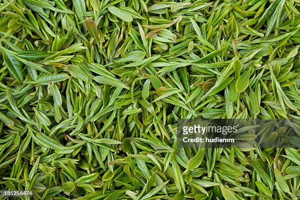 sfondo fresco foglie di tè - green tea leaves foto e immagini stock
