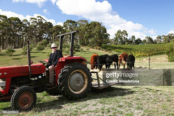farmer on tractor - hereford cow stock pictures, royalty-free photos & images